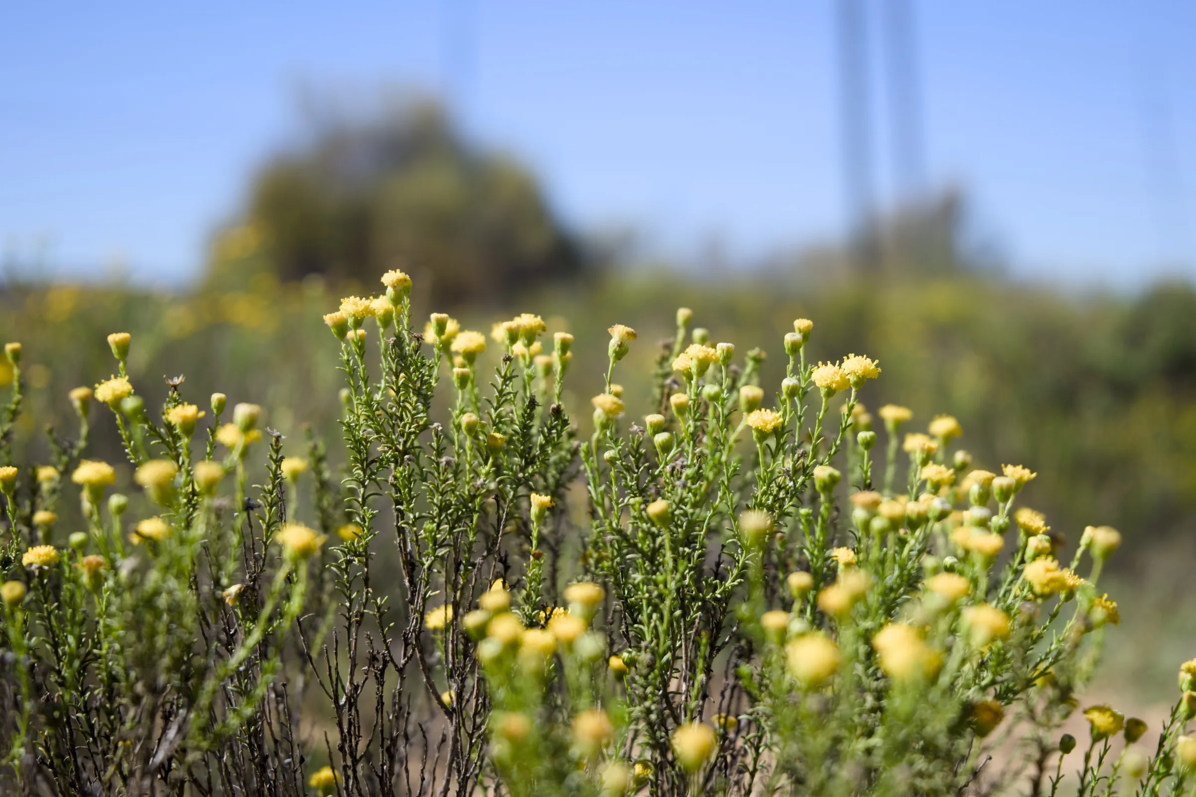 Yellow wildflowers in the Karoo scrubland