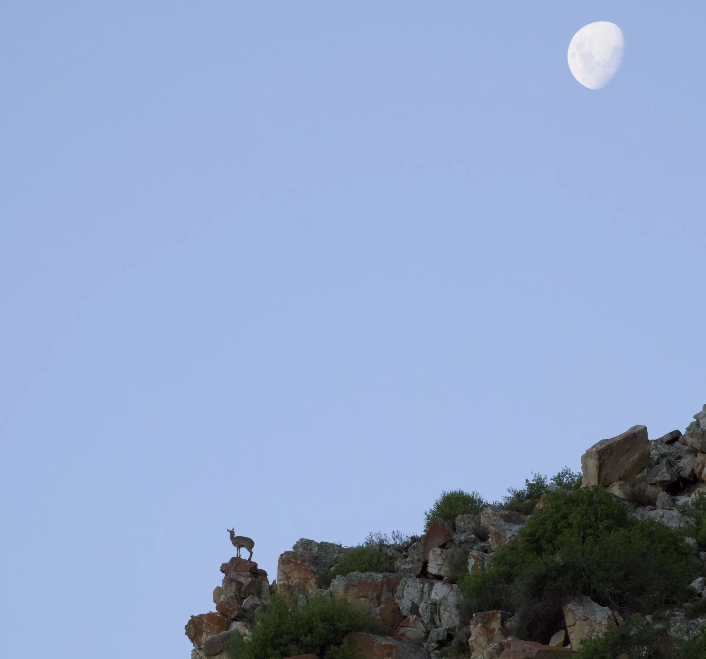 Klipspringer silhouetted on a rocky ridge with the moon above