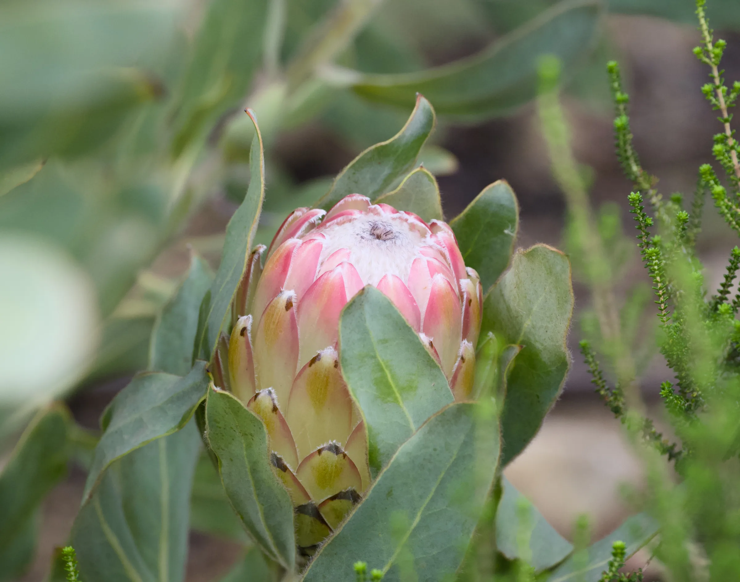 Pink protea flower in the garden