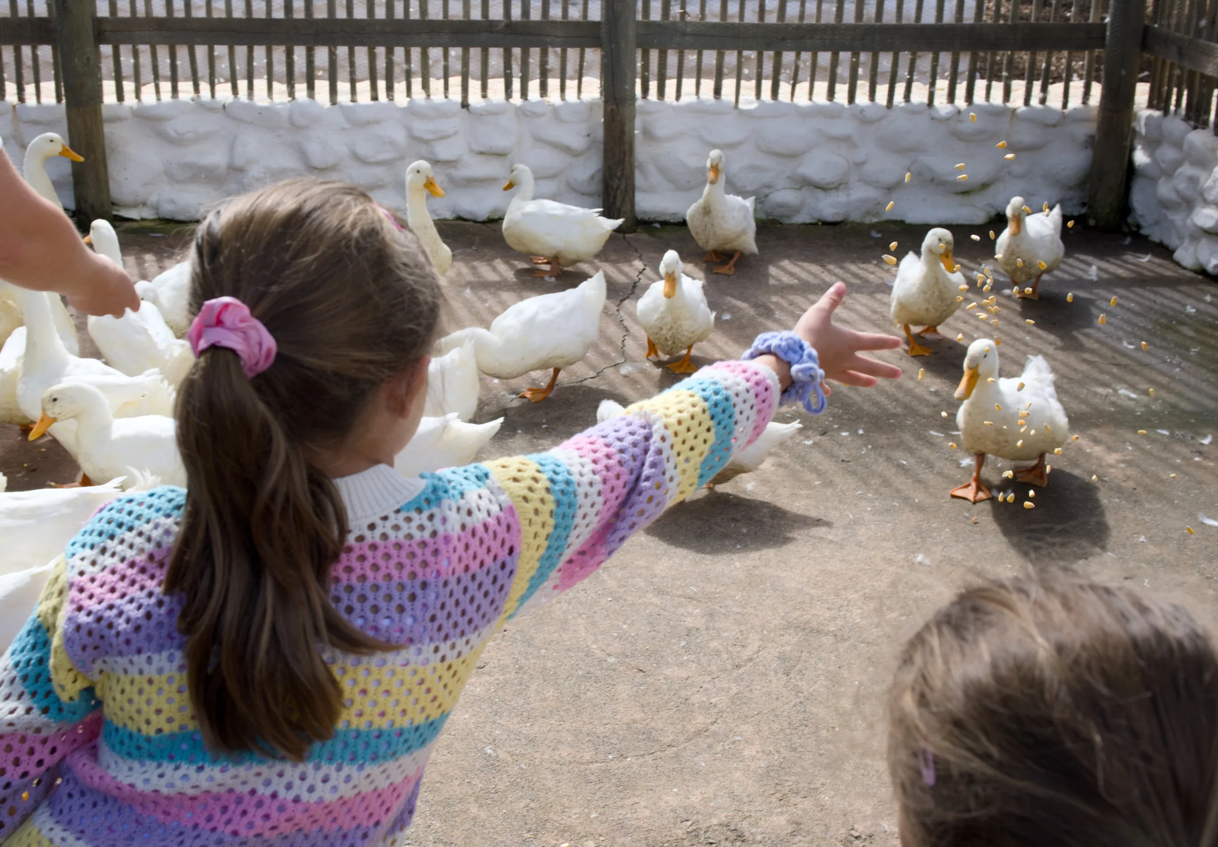 Feeding the ducks at Babylonstoren