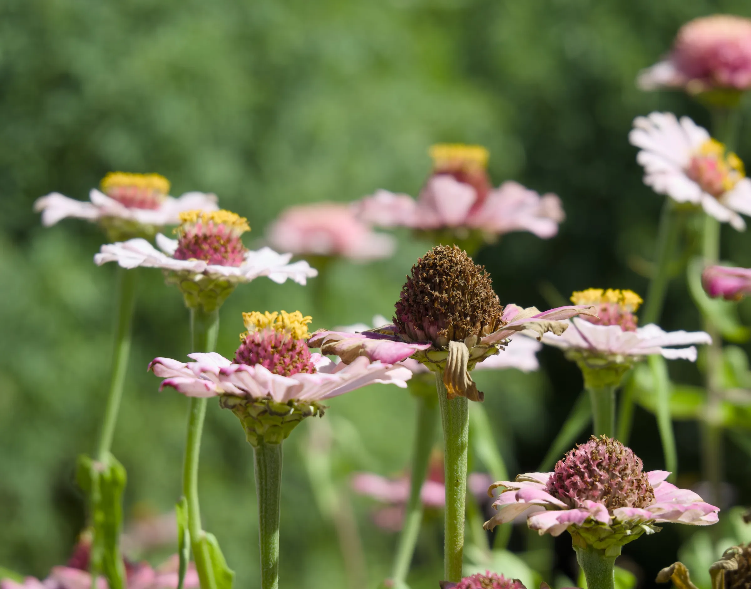 Pink coneflowers in the Babylonstoren gardens